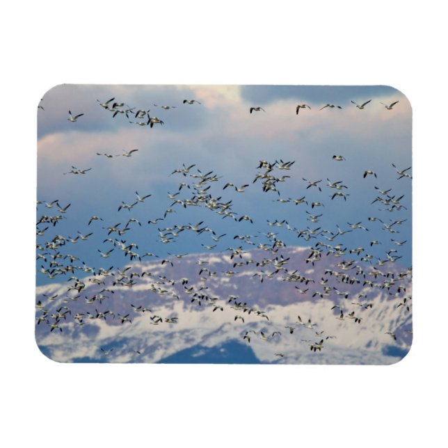 Magnet Flexible Snow geese during (Horizontal)