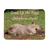 Soak Up the Rays, à la Capybara !