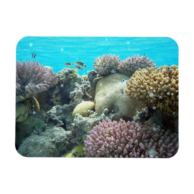 Magnet Flexible Sous L'Eau, Coral Reef, (Horizontal)