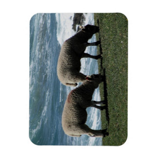 Magnet Flexible South Devon Deux Agneaux Se Dressent Sur La Côte S