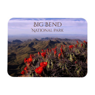 Magnet Flexible South Rim, Cactus Blossoms, Big Bend National Park
