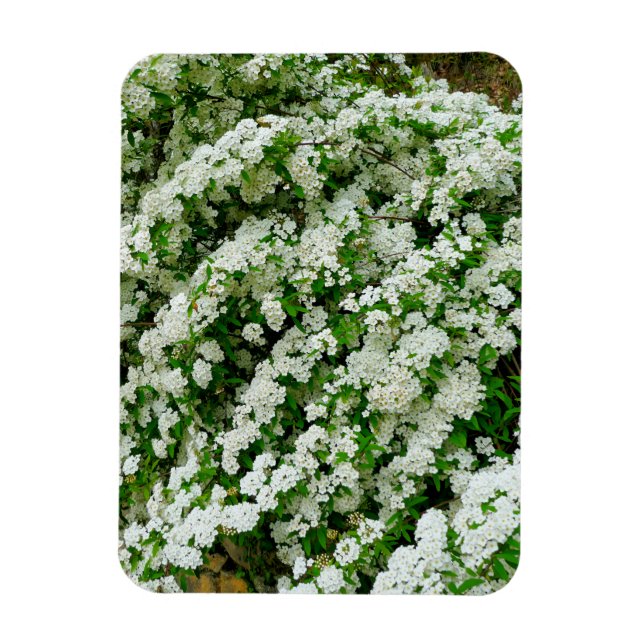 Magnet Flexible Spirea Arguta (Vertical)