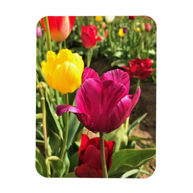 Magnet Flexible Spring tulips, Oregon (Vertical)