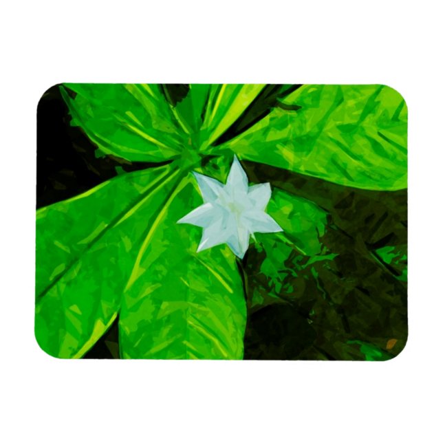 Magnet Flexible Star Flower, un Fleur sauvage blanc Abstrait (Horizontal)