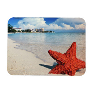 Magnet Flexible Starfish, Nassau, Bahamas
