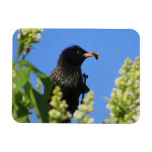Magnet Flexible Starling Sur L'Aimant Lilacs