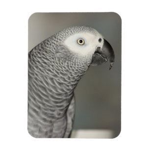 Magnet Flexible Stately african Grey Parrot
