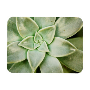 Magnet Flexible Succulent de ressort