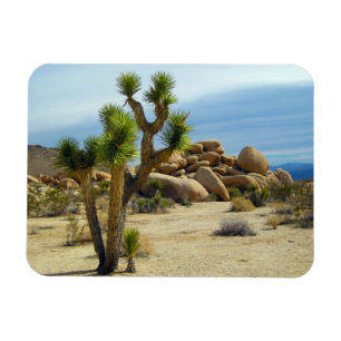 Magnet Flexible Succulents du désert de Californie, rochers et cie