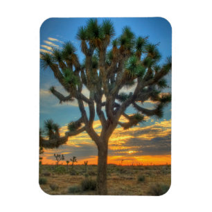 Magnet Flexible Sunrise Du Parc National Joshua Tree