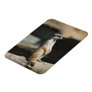 Magnet Flexible Suricate