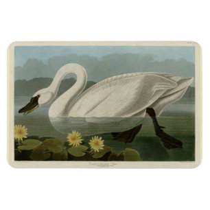 Magnet Flexible Swan commun américain - Les oiseaux d'Amérique d'A
