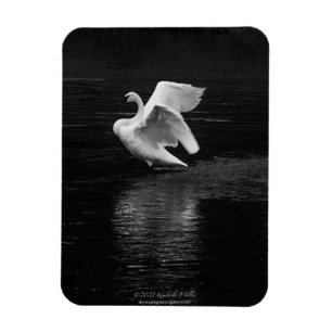 Magnet Flexible Swan trompette b/w