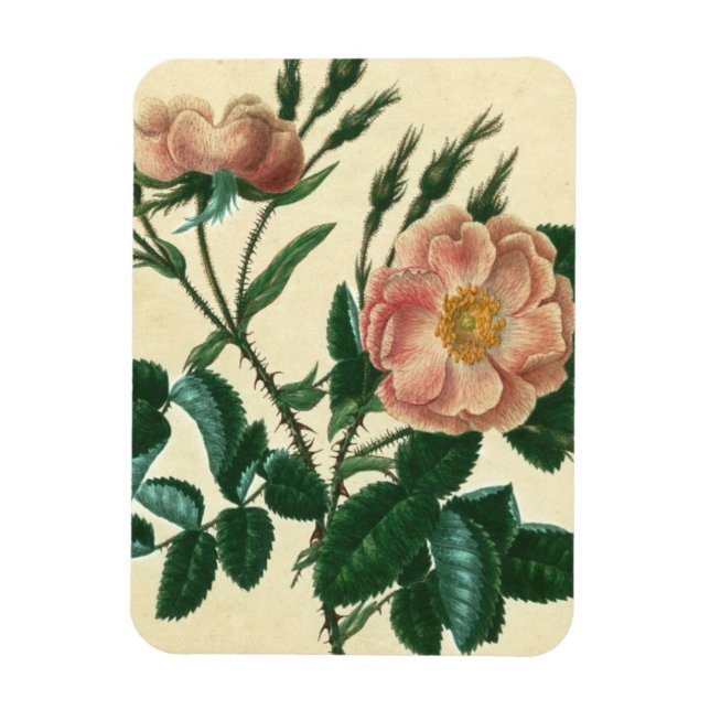 Magnet Flexible Sweet Briar Rose (Vertical)