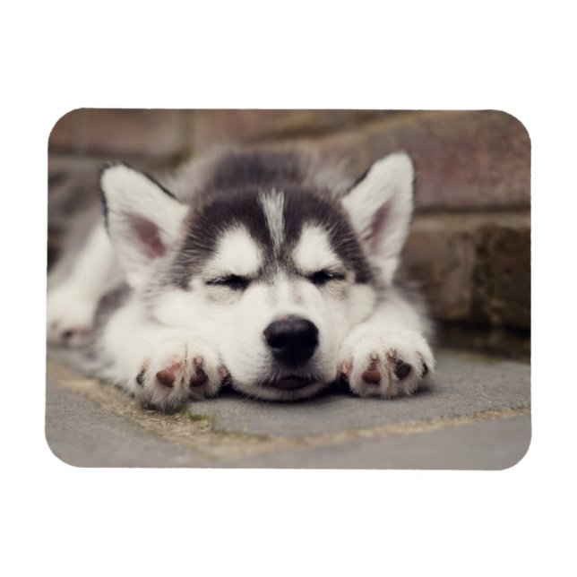 Magnet Flexible Sweet Sibérie Husky Puppy Sleeping (Horizontal)