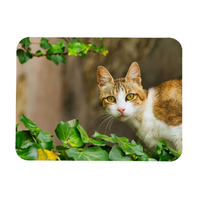 Magnet Flexible Tabby et chat blanc et ivoire (Horizontal)