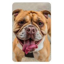 Tan Happy Dog Photo