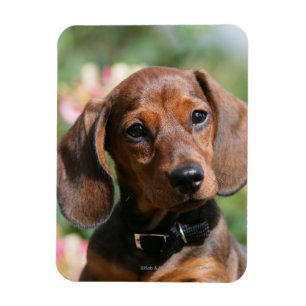 Magnet Flexible Tan Miniture Dachshund