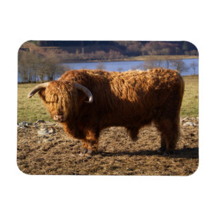 Magnet Flexible Taureau Highland Cattle, Écosse