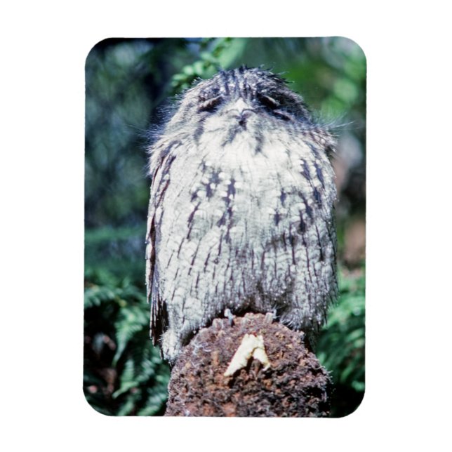 Magnet Flexible Tawny Frogmouth, Tasmanie - Australie (Vertical)