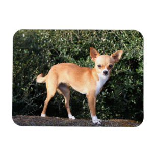 Magnet Flexible Teacup Chihuahua