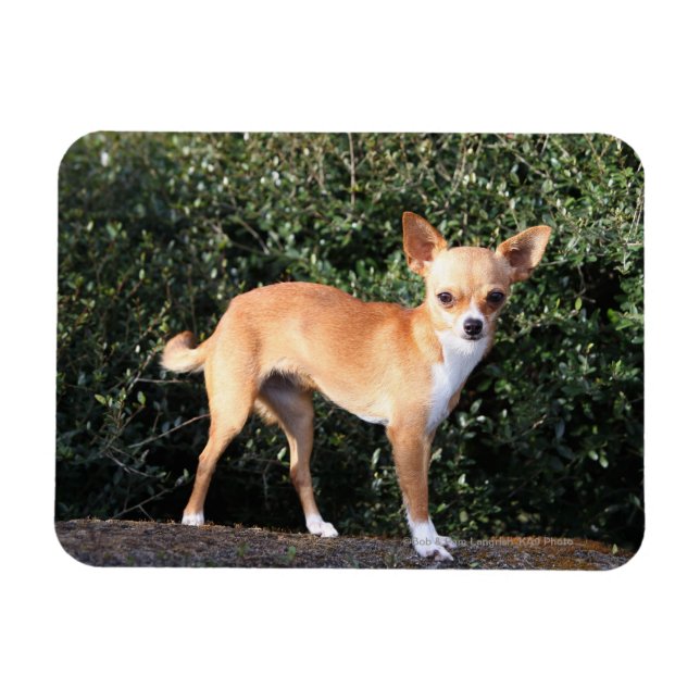 Magnet Flexible Teacup Chihuahua (Horizontal)