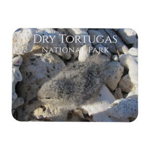 Magnet Flexible Tern Chick, Bush Key, Dry Tortugas National Park P