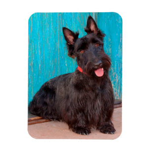 Magnet Flexible Terrier écossais assis près d'une porte colorée