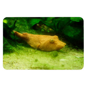 Magnet Flexible Tetraodon miurus