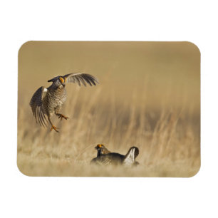Magnet Flexible Tétras des prairies mâles au lek dans le comté de