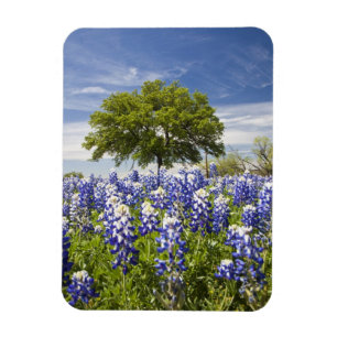 Magnet Flexible Texas bleuets(lupinus texensis) et chêne