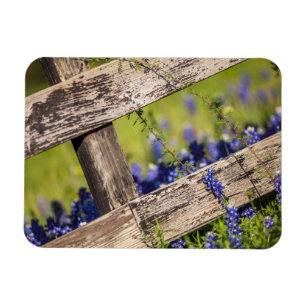 Magnet Flexible Texas Bluebonnets Autour D'Une clôture De Campagne