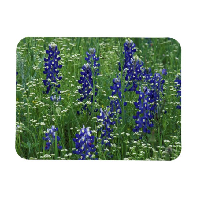 Magnet Flexible Texas, Lac Buchanan. Texas Bluebonnet et Wild (Horizontal)