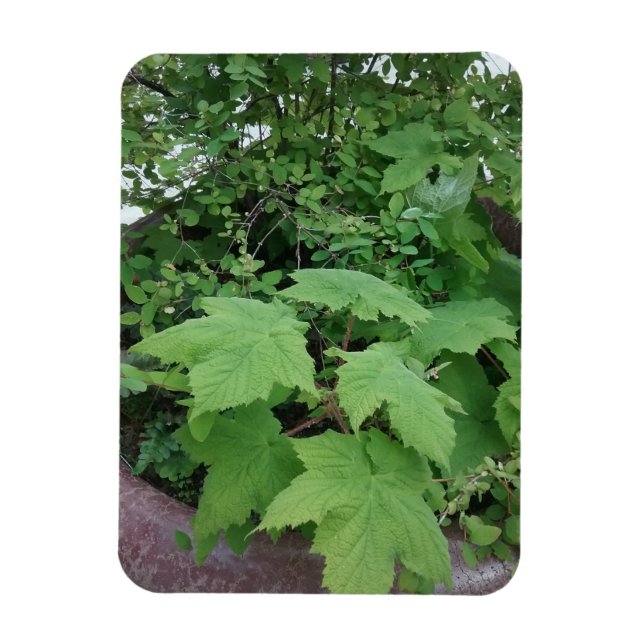Magnet Flexible Thimbleberry (Vertical)