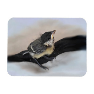 Magnet Flexible Tidi my Bird le Parus Major