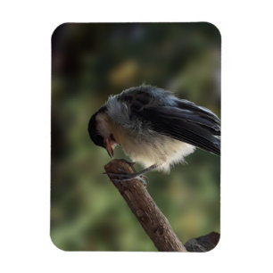 Magnet Flexible Tidi my Bird le Parus Major