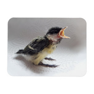 Magnet Flexible Tidi my Bird le Parus Major