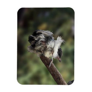 Magnet Flexible Tidi my Bird le Parus Major