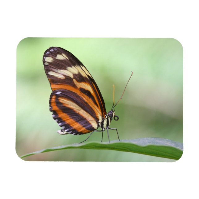 Magnet Flexible Tiger (Horizontal)
