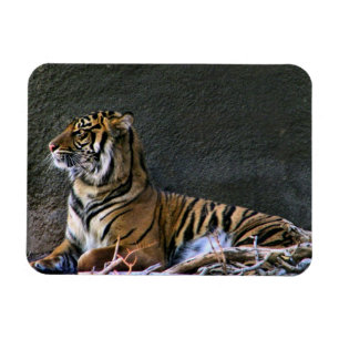Magnet Flexible Tigre