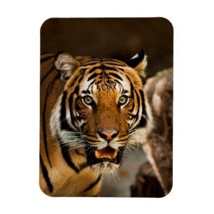 Magnet Flexible Tigre