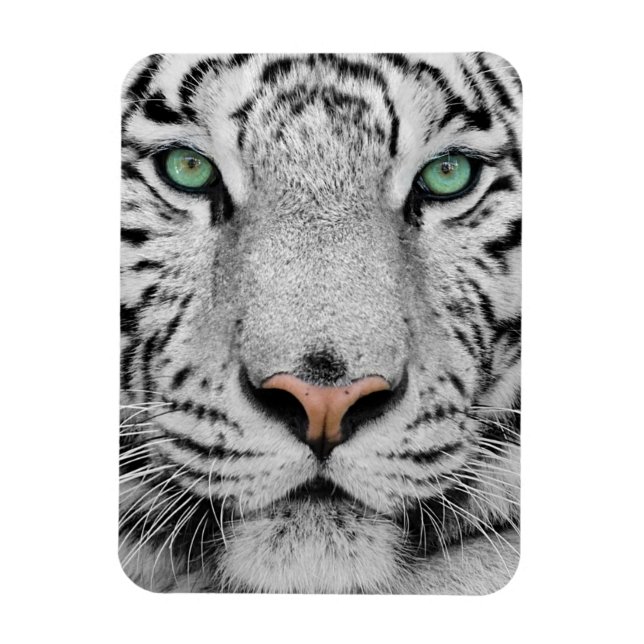 Magnet Flexible Tigre blanc (Vertical)