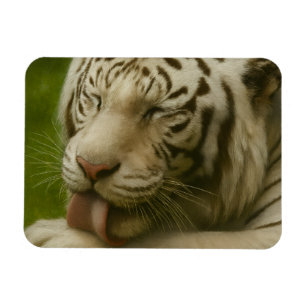 Magnet Flexible Tigre blanc dans le rituel de toilettage privé