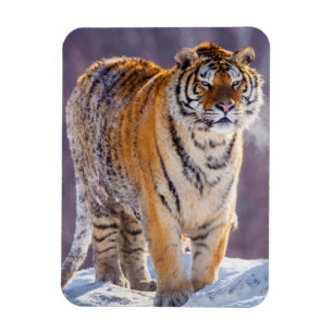 Magnet Flexible Tigre de Sibérie dans la neige, Chine