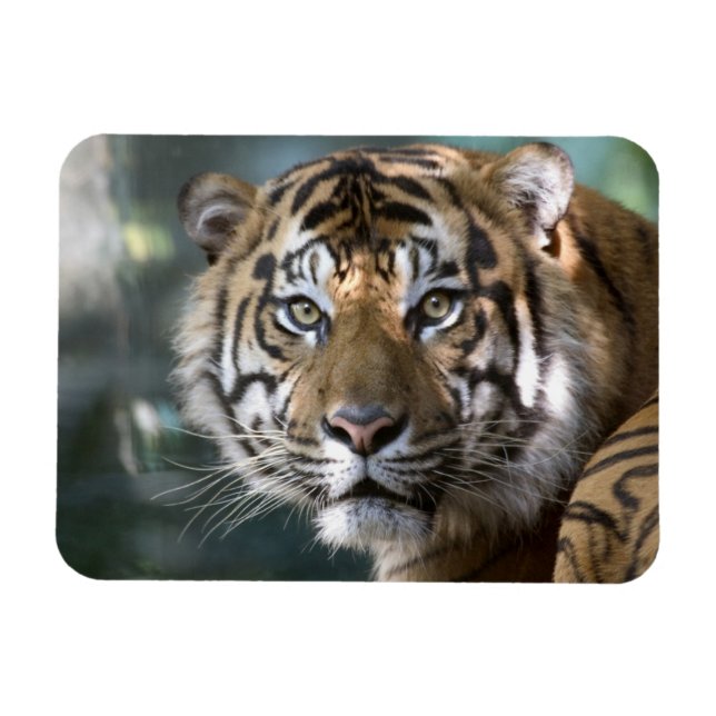 Magnet Flexible Tigre de Sumatra mâle (Panthera tigris sumatrae) (Horizontal)