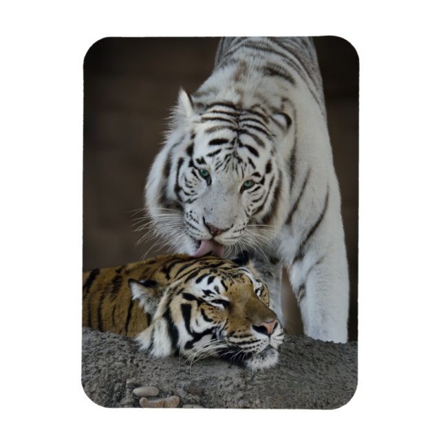 Magnet Flexible Tigres blancs et Brown au repos (Vertical)