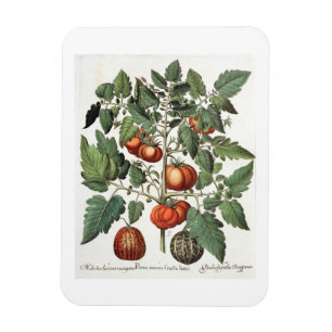 Magnet Flexible Tomatoes et melons: 1.Poma amoris fructu luteo; 2
