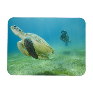 Magnet Flexible Tortue