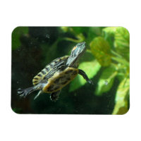 Tortue à glissière rouge