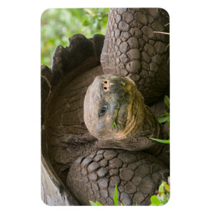 Magnet Flexible Tortue géante